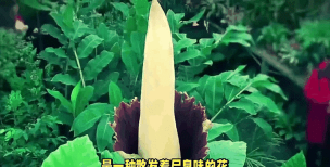 小众送妈妈的花有哪些花