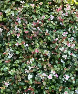 小众送妈妈的花有哪些花