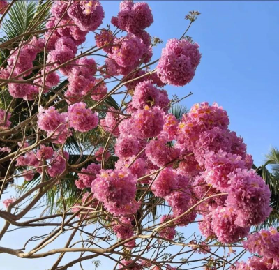 2021新会紫花风铃木开花了吗