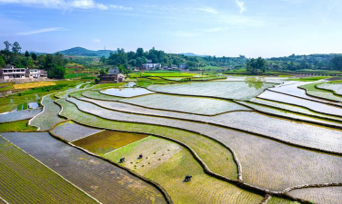 小众送妈妈的花有哪些花