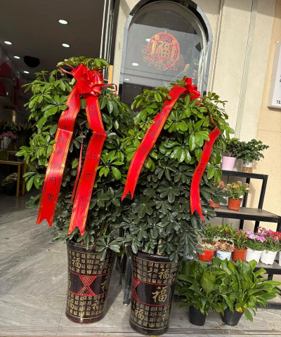 小众送妈妈的花有哪些花