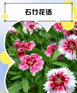 小众送妈妈的花有哪些花