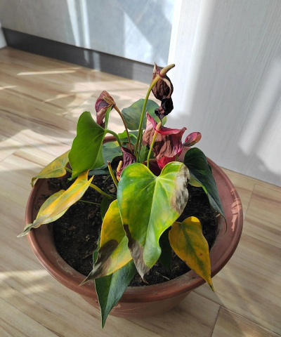 小众送妈妈的花有哪些花