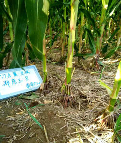 小众送妈妈的花有哪些花