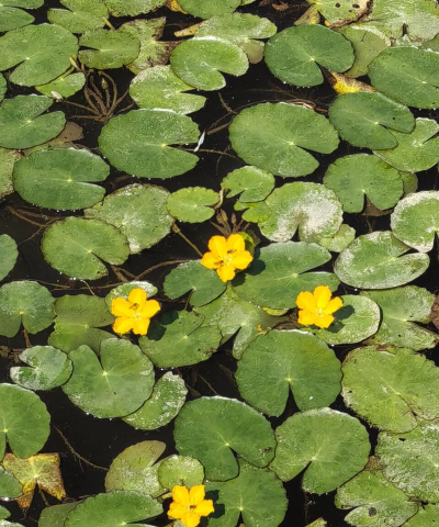 小众送妈妈的花有哪些花