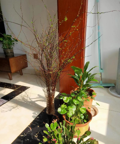 小众送妈妈的花有哪些花