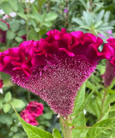 小众送妈妈的花有哪些花