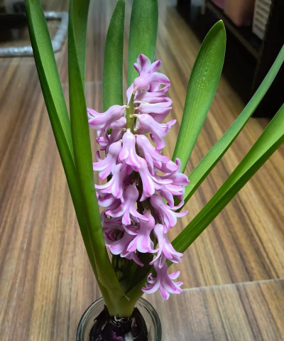 小众送妈妈的花有哪些花