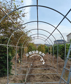 小众送妈妈的花有哪些花