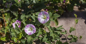 小众送妈妈的花有哪些花