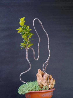 小众送妈妈的花有哪些花