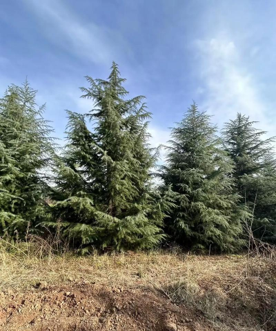 雪松产地在哪里