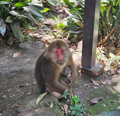 小众送妈妈的花有哪些花