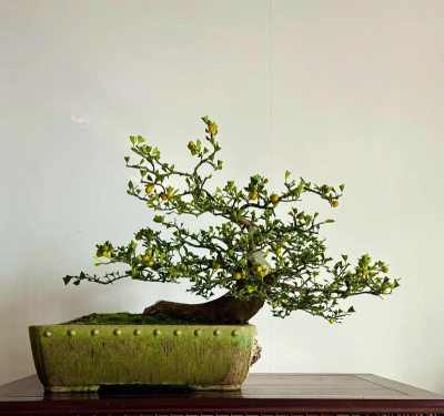 小众送妈妈的花有哪些花