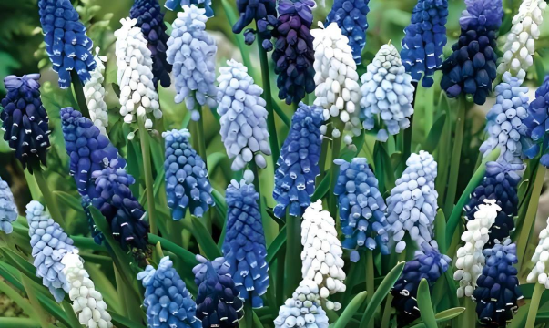 小众送妈妈的花有哪些花