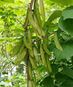 荚果植物有哪些