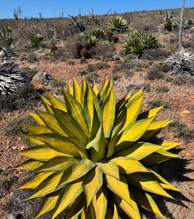 小众送妈妈的花有哪些花