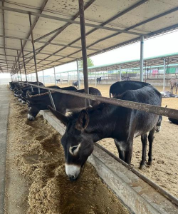 小众送妈妈的花有哪些花