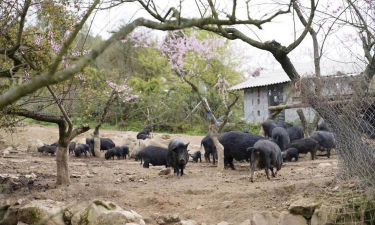 小众送妈妈的花有哪些花