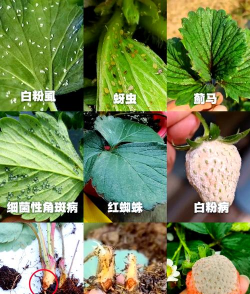 草莓病虫害有哪些