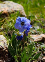 小众送妈妈的花有哪些花