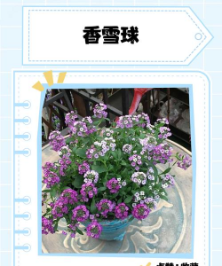 小众送妈妈的花有哪些花