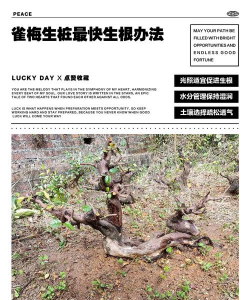 冬天能不能挖生桩 冬天能不能挖生桩