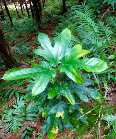 小众送妈妈的花有哪些花