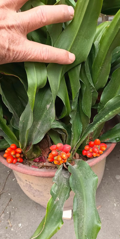 小众送妈妈的花有哪些花