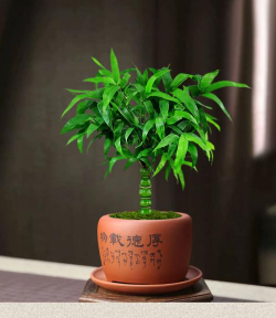 小众送妈妈的花有哪些花