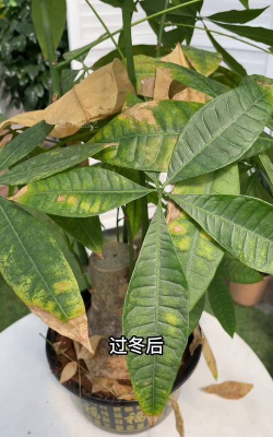 小众送妈妈的花有哪些花