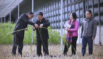 小众送妈妈的花有哪些花