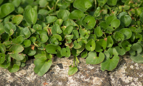 小众送妈妈的花有哪些花