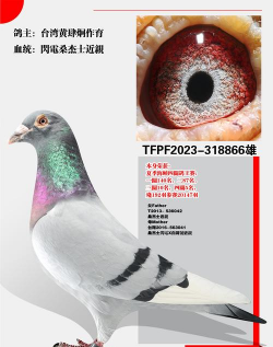 桑杰士信鸽特点