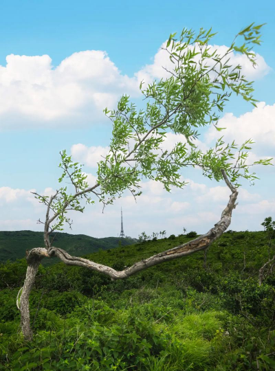 小众送妈妈的花有哪些花