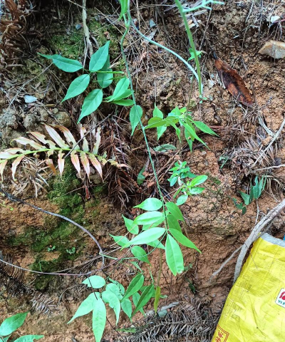 小众送妈妈的花有哪些花