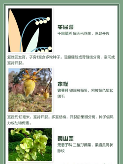 蒴果植物有哪些