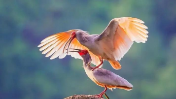 小众送妈妈的花有哪些花