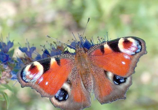 小众送妈妈的花有哪些花