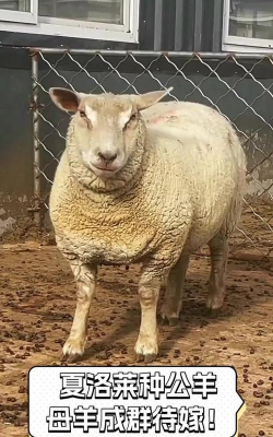 夏洛莱羊品种介绍