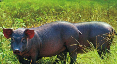 小众送妈妈的花有哪些花