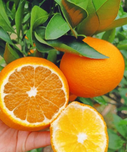 小众送妈妈的花有哪些花