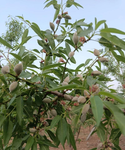 小众送妈妈的花有哪些花