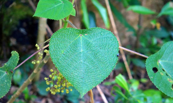 小众送妈妈的花有哪些花
