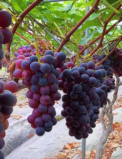 小众送妈妈的花有哪些花