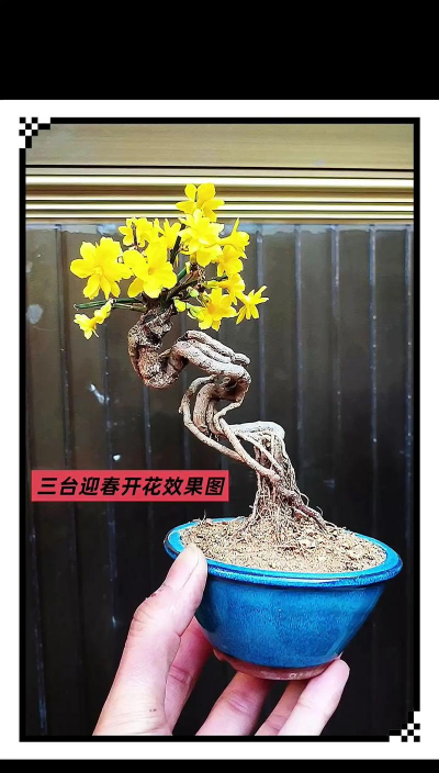 小众送妈妈的花有哪些花