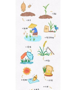 小众送妈妈的花有哪些花