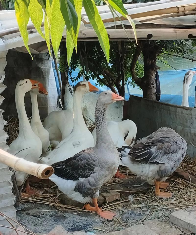 小众送妈妈的花有哪些花