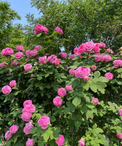 小众送妈妈的花有哪些花