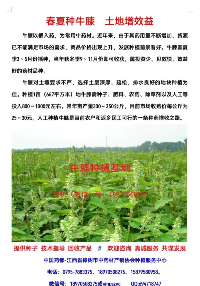 牛膝种植技术及亩效益